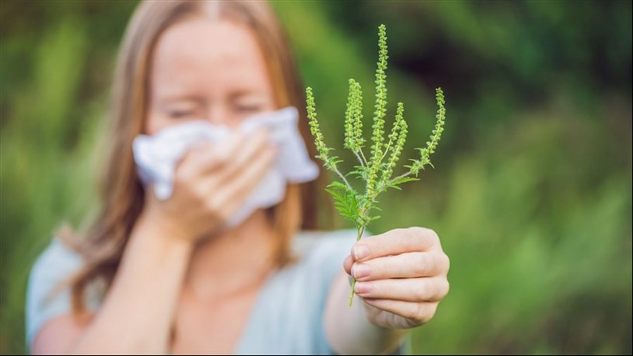 Herbe à poux: comment diminuer ses effets?
