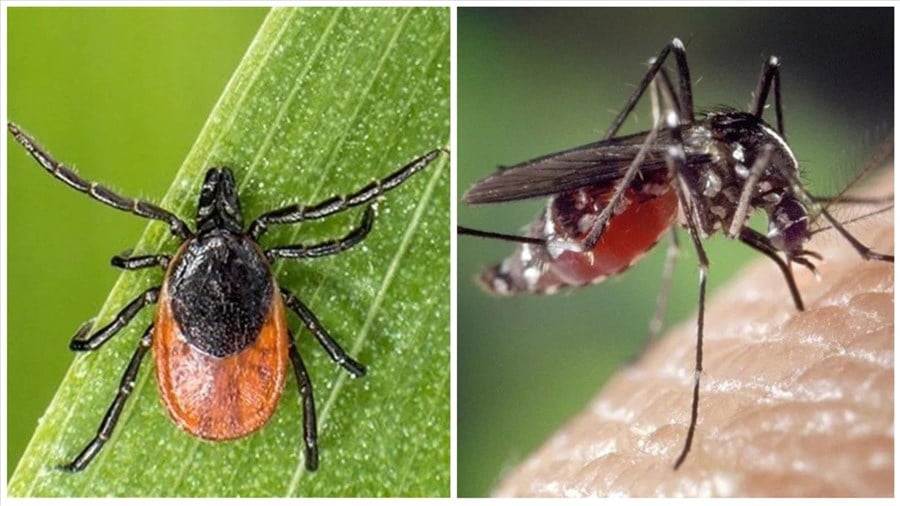 Maladies transmissibles par moustiques et tiques : ce qu’il faut savoir