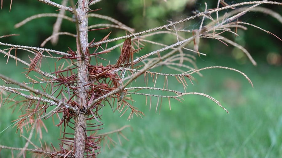 La sécheresse et l’embolie des arbres