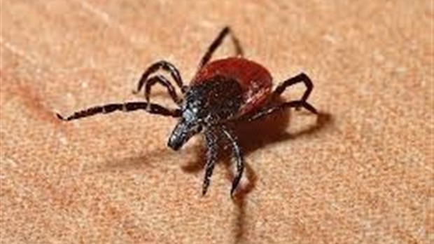 La Montérégie:  terreau fertile pour la maladie de Lyme