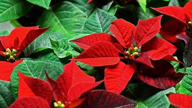 Mettez de la couleur dans votre foyer en soutenant le CAB Valleyfield 