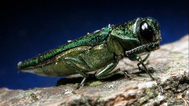 Agrile du frêne : Agissez maintenant pour ralentir la progression