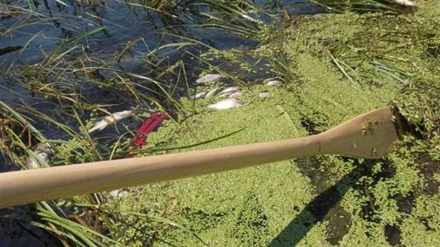 Les pesticides sont-ils en cause dans la surmortalité observée des poissons ?