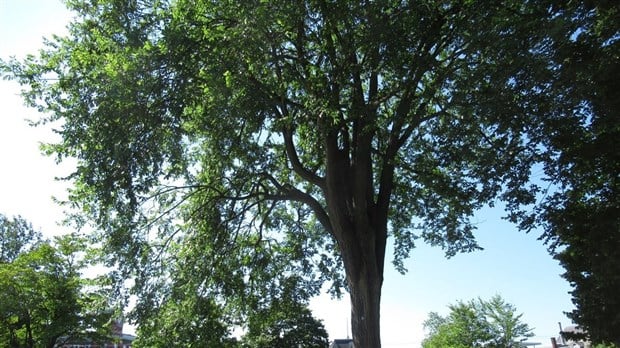 Ce vendredi, Crivert vous fait découvrir le patrimoine arboricole du Parc des îles