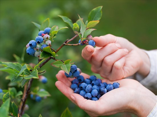 Le bleuet épargné par les tarifs